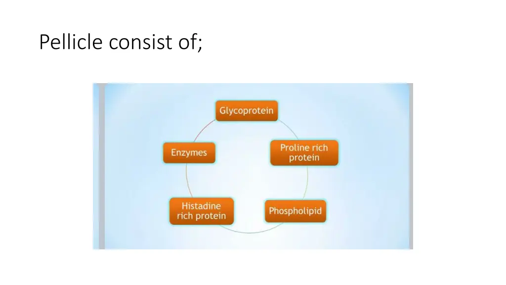 pellicle consist of