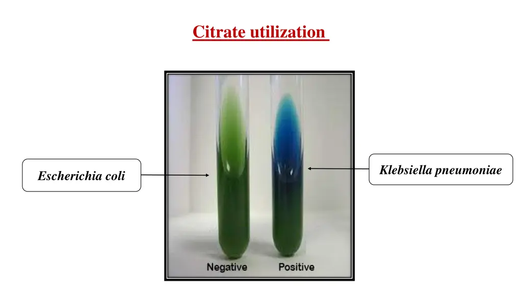 citrate utilization 1