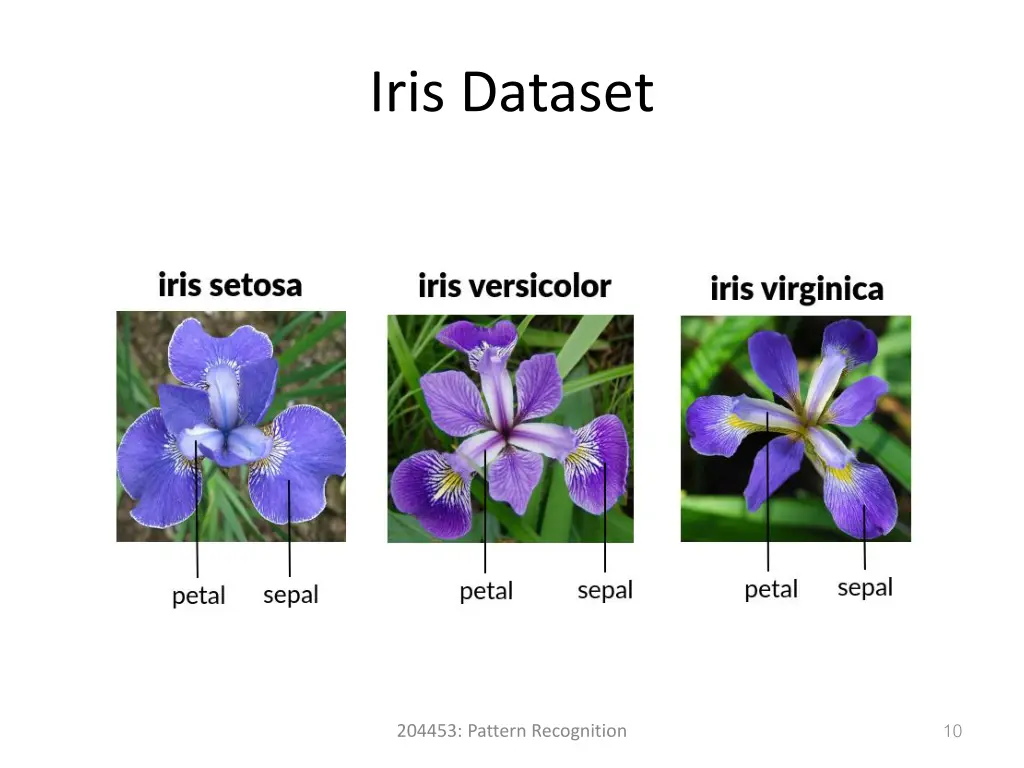 iris dataset
