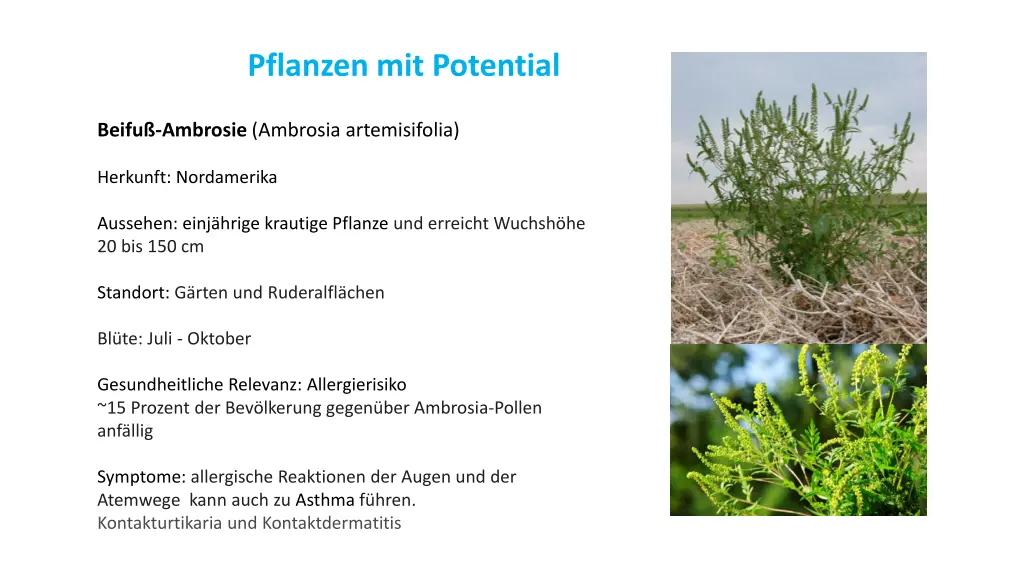 pflanzen mit potential 1