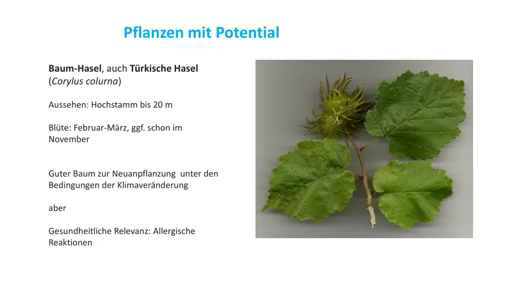 pflanzen mit potential 2