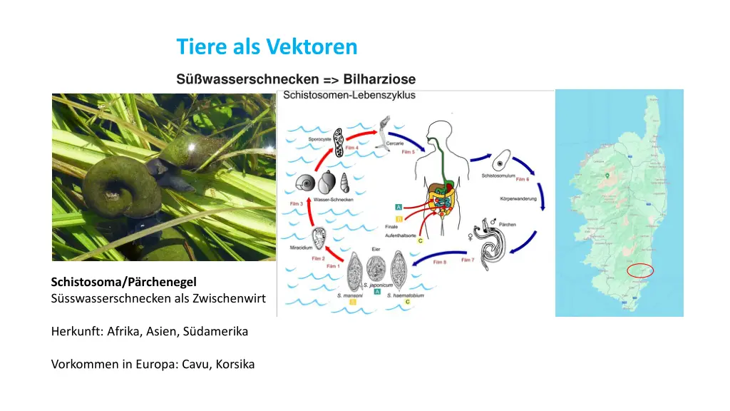 tiere als vektoren 4