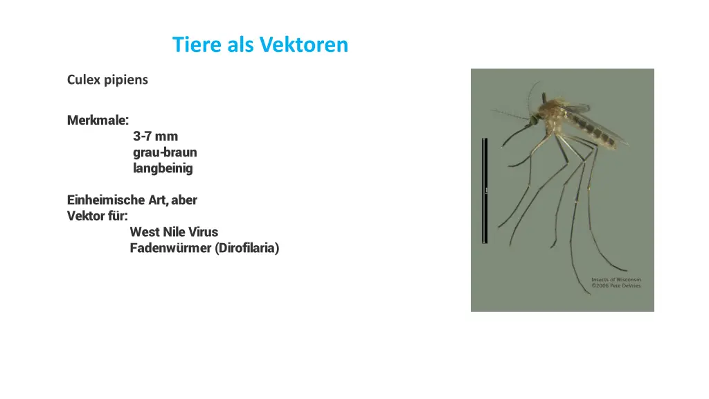 tiere als vektoren