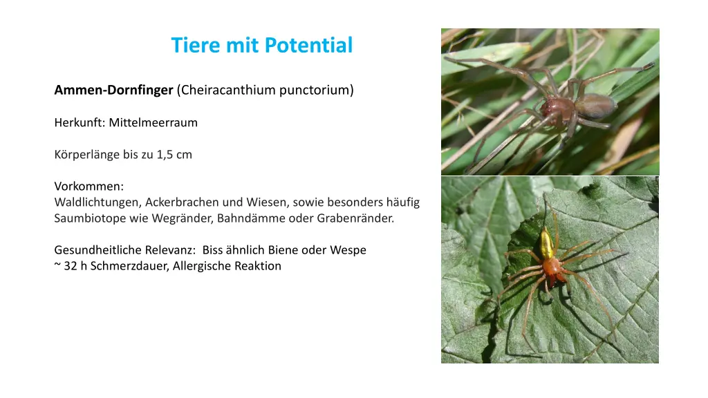 tiere mit potential 2