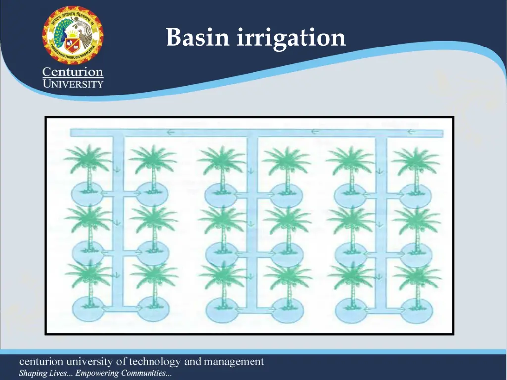 basin irrigation 1