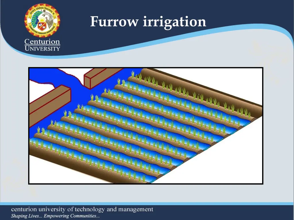 furrow irrigation 1