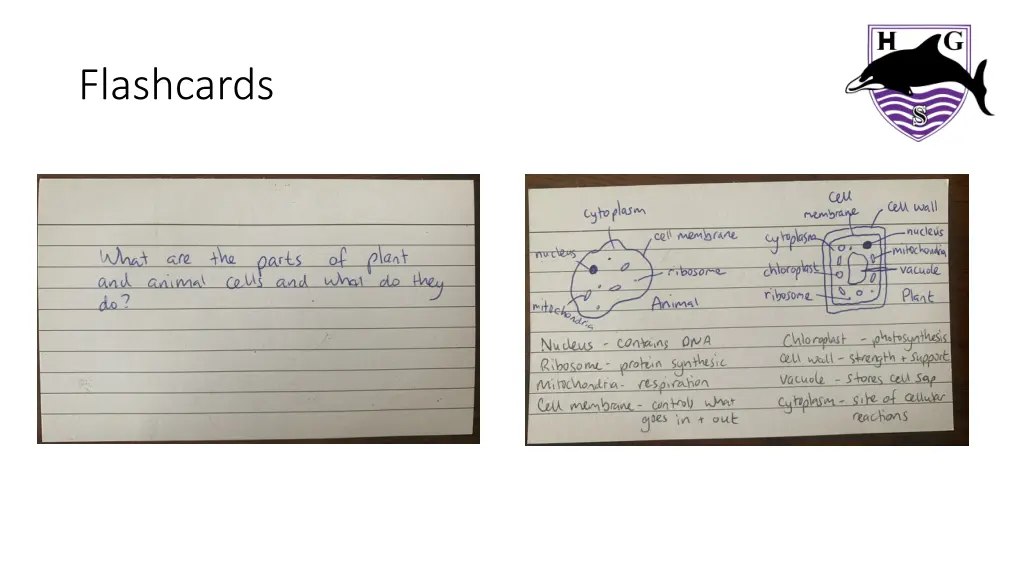 flashcards 1