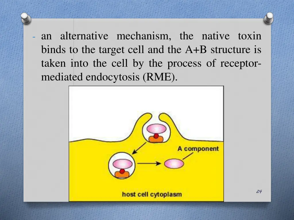 an alternative mechanism the native toxin binds