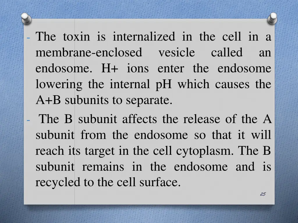 the toxin is internalized in the cell