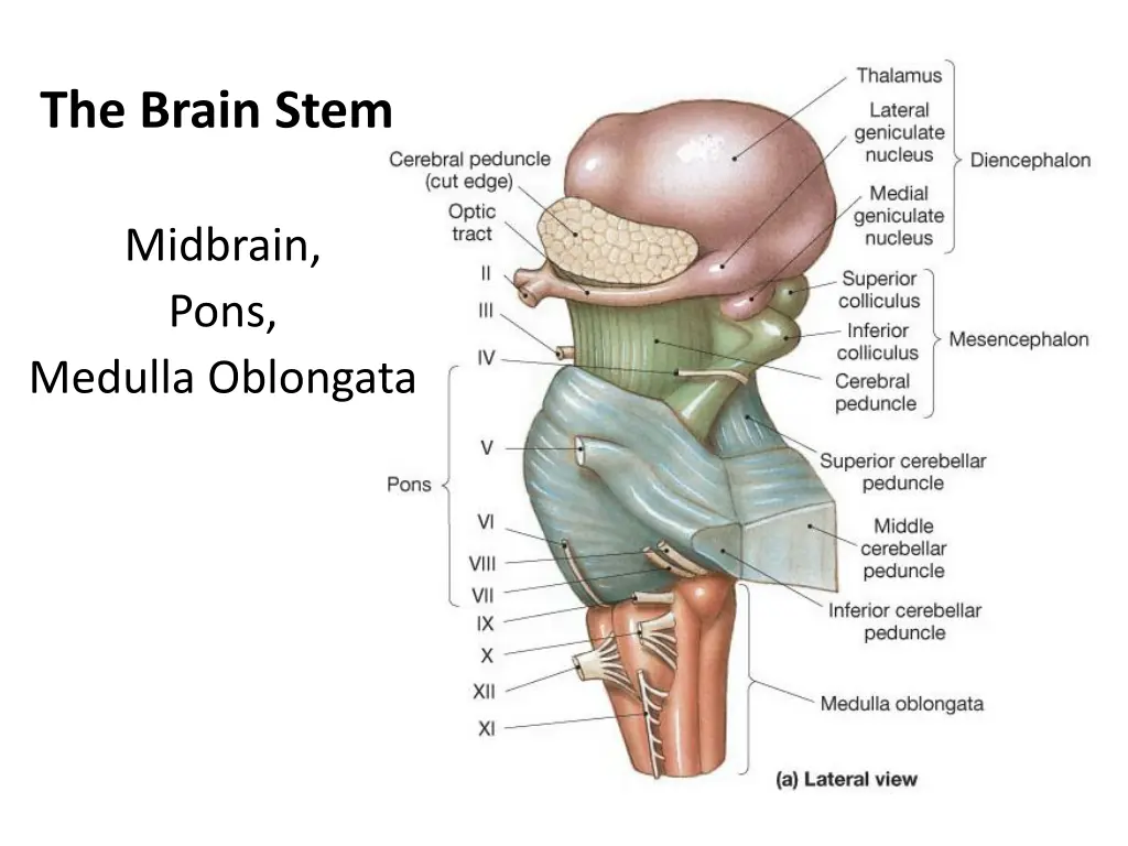 the brain stem 1