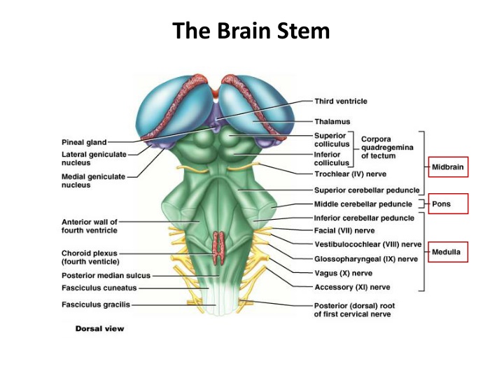 the brain stem
