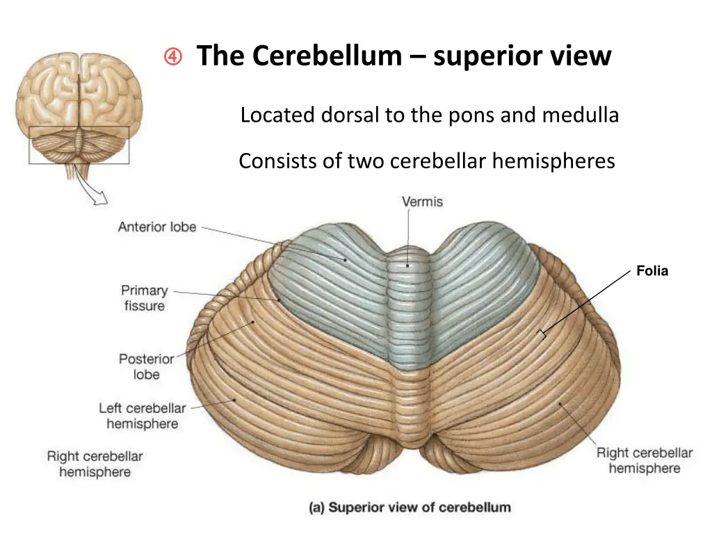 the cerebellum superior view