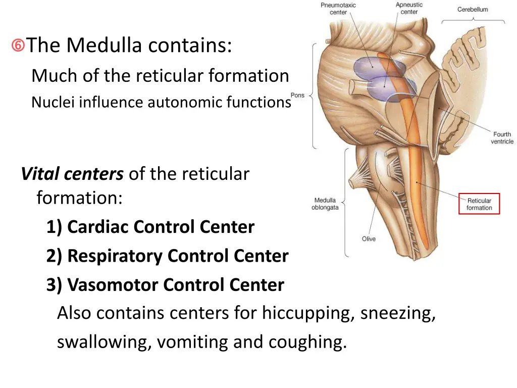 the medulla contains much of the reticular