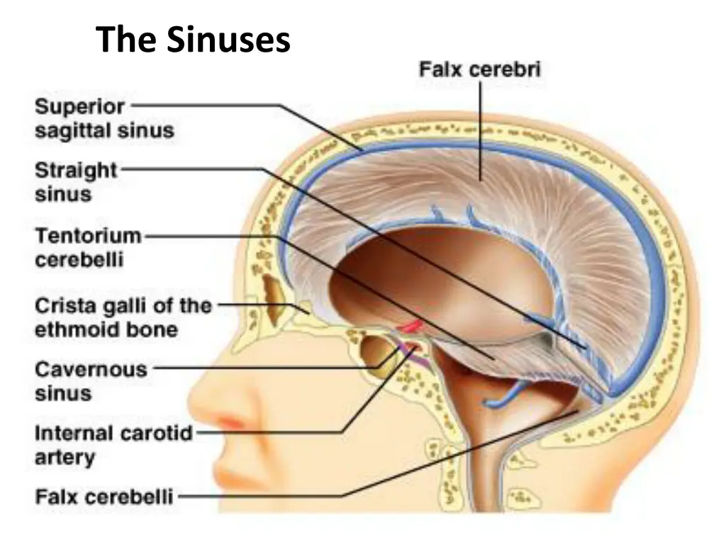 the sinuses