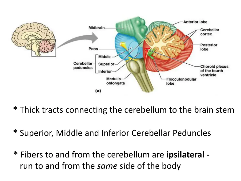 thick tracts connecting the cerebellum