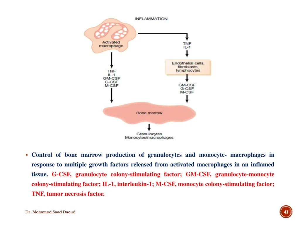 control of bone marrow production of granulocytes