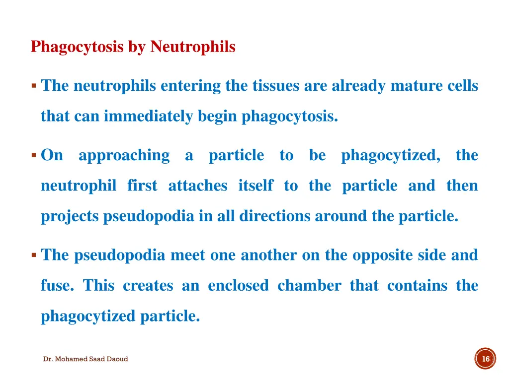 phagocytosis by neutrophils