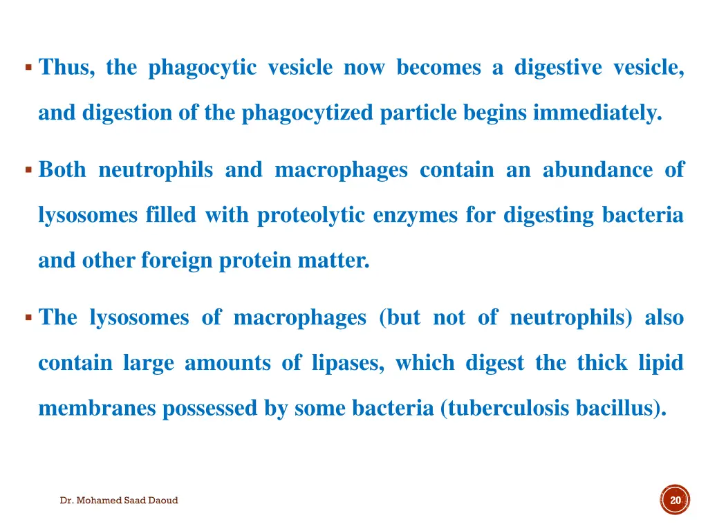 thus the phagocytic vesicle now becomes