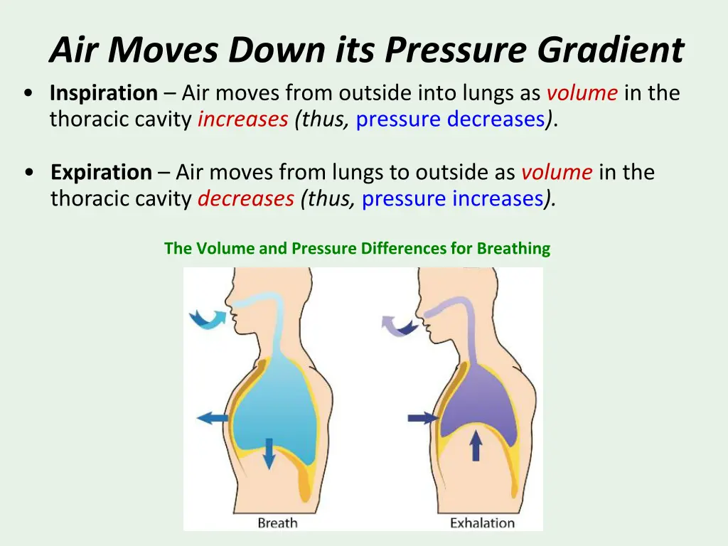 air moves down its pressure gradient inspiration