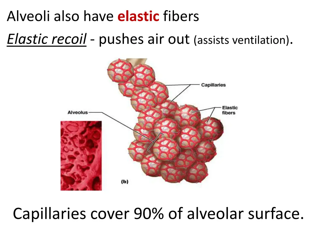 alveoli also have elastic fibers elastic recoil