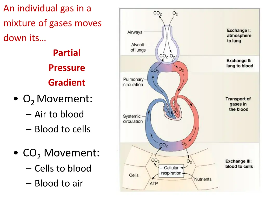 an individual gas in a mixture of gases moves 1