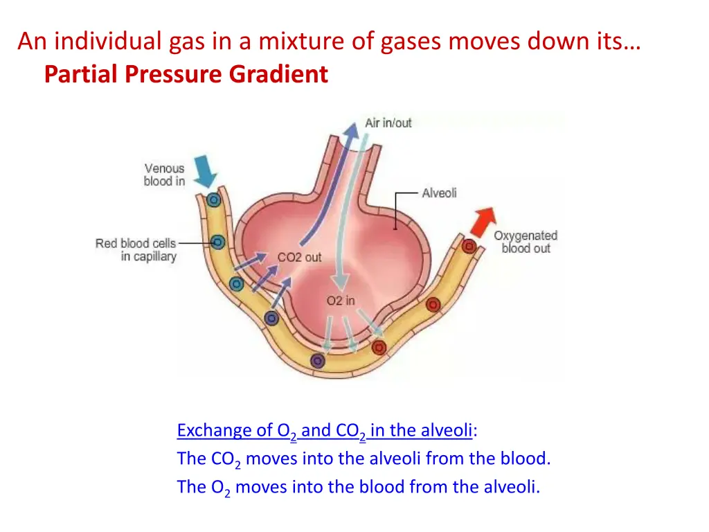 an individual gas in a mixture of gases moves