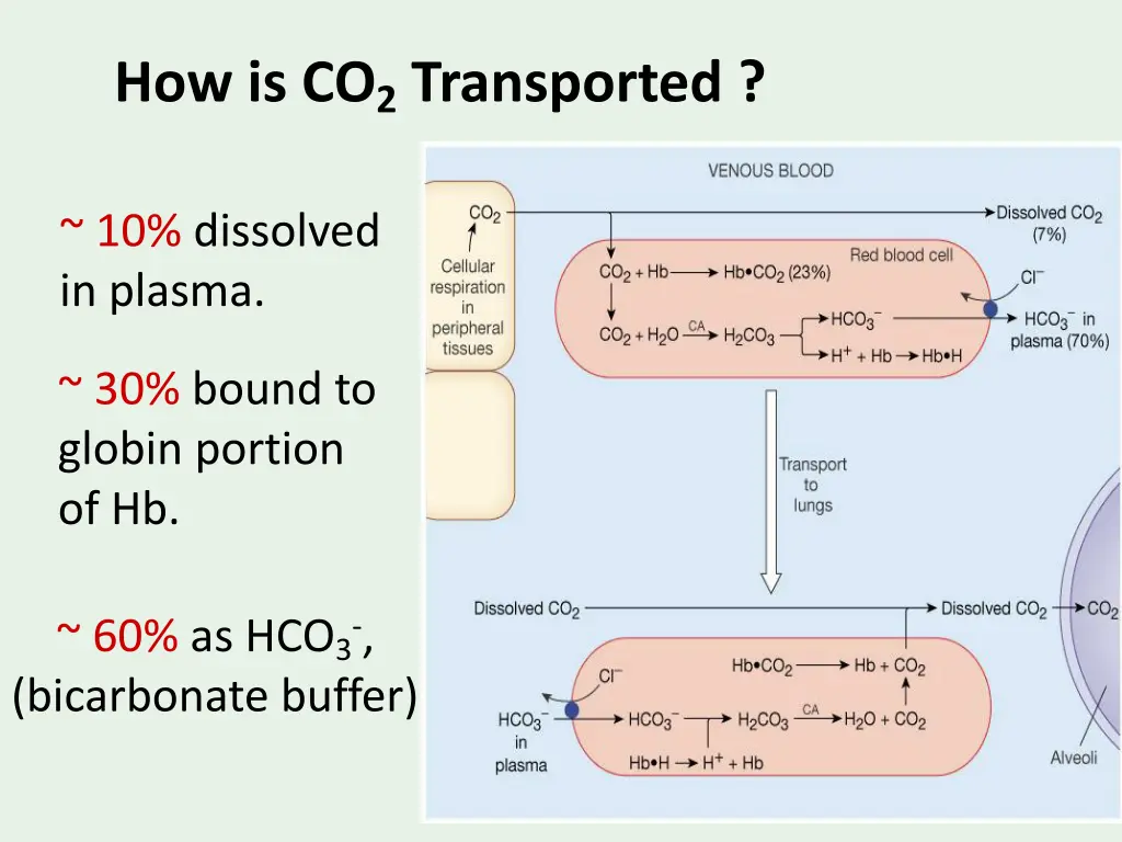 how is co 2 transported