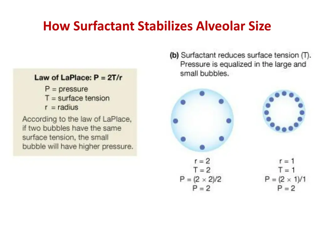 how surfactant stabilizes alveolar size