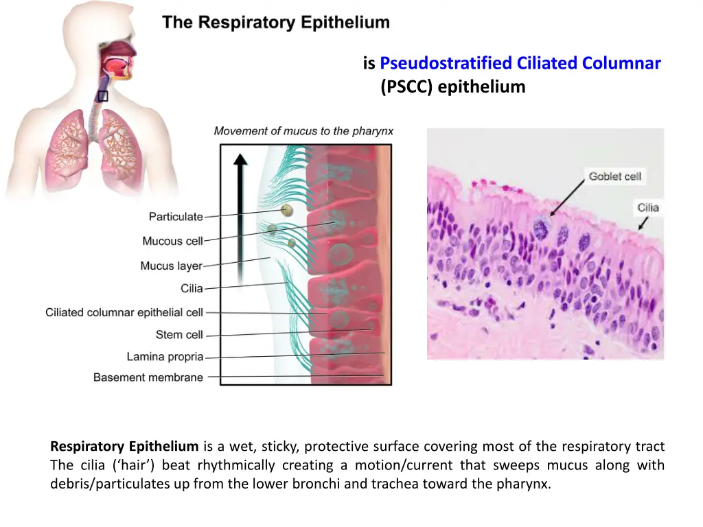 is pseudostratified ciliated columnar pscc