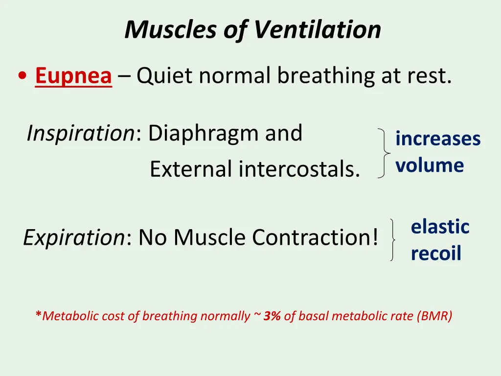 muscles of ventilation 1