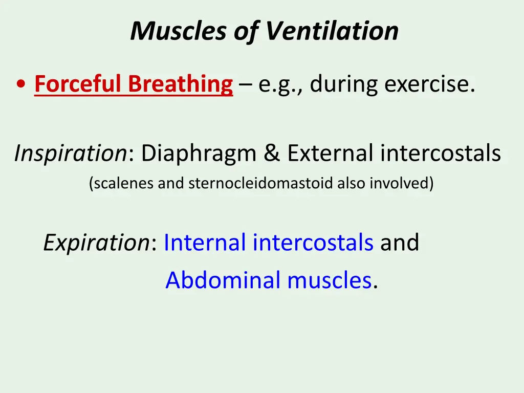 muscles of ventilation 2