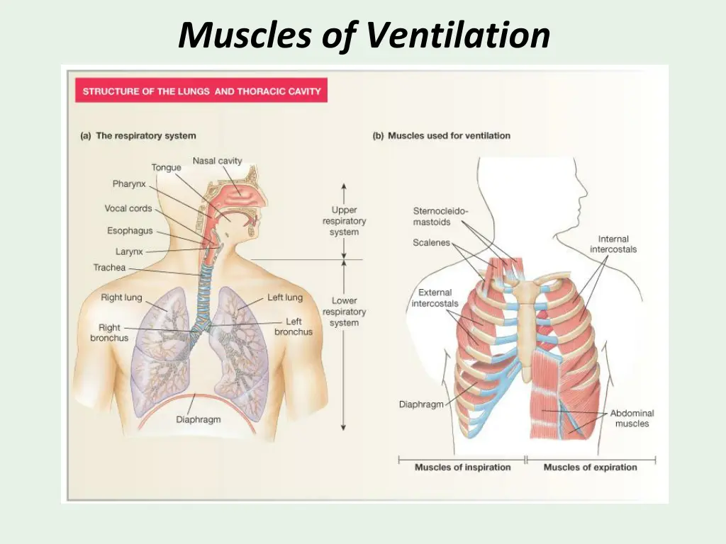 muscles of ventilation