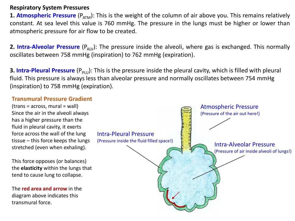 respiratory system pressures 1 atmospheric