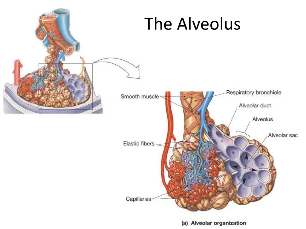 the alveolus