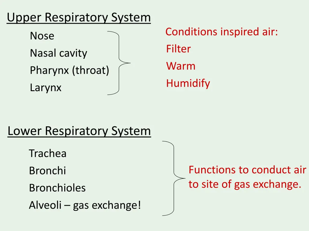 upper respiratory system nose nasal cavity