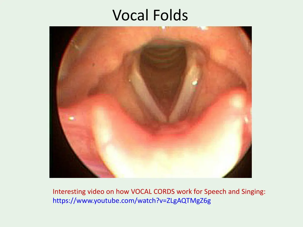 vocal folds