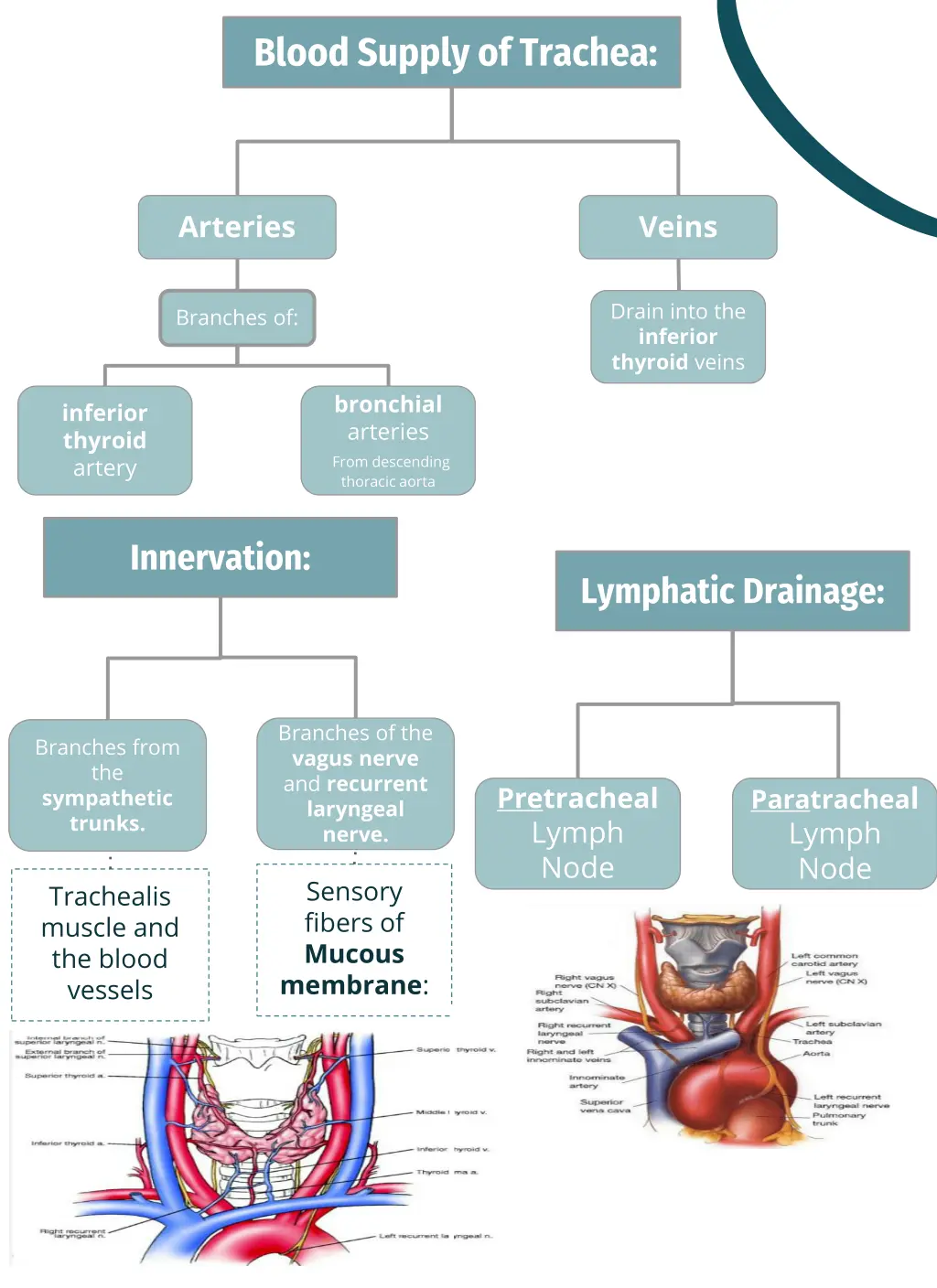 blood supply of trachea