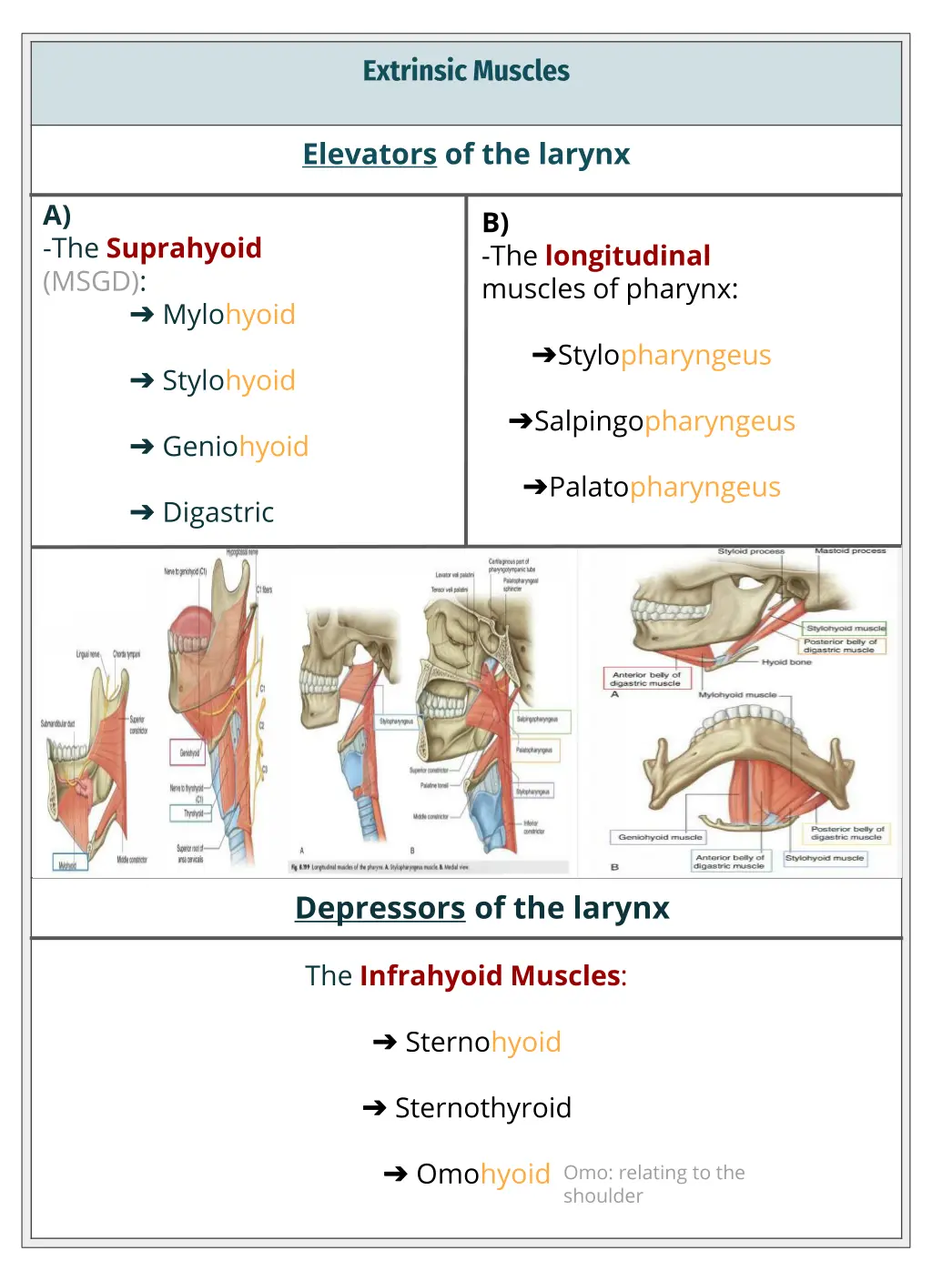 extrinsic muscles