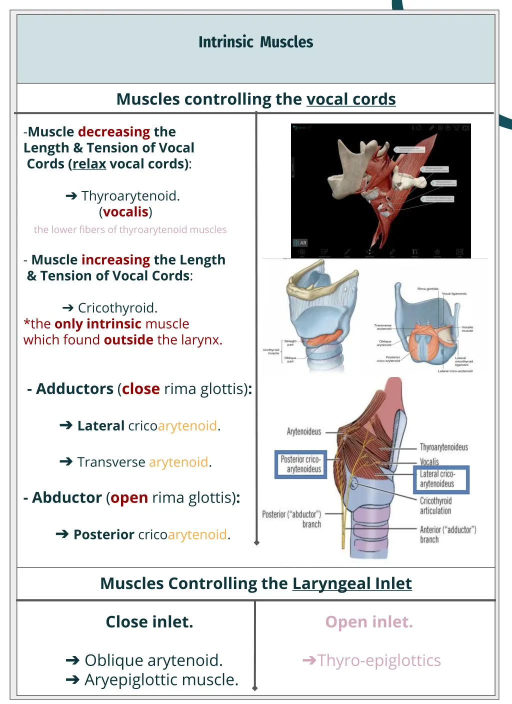 intrinsic muscles