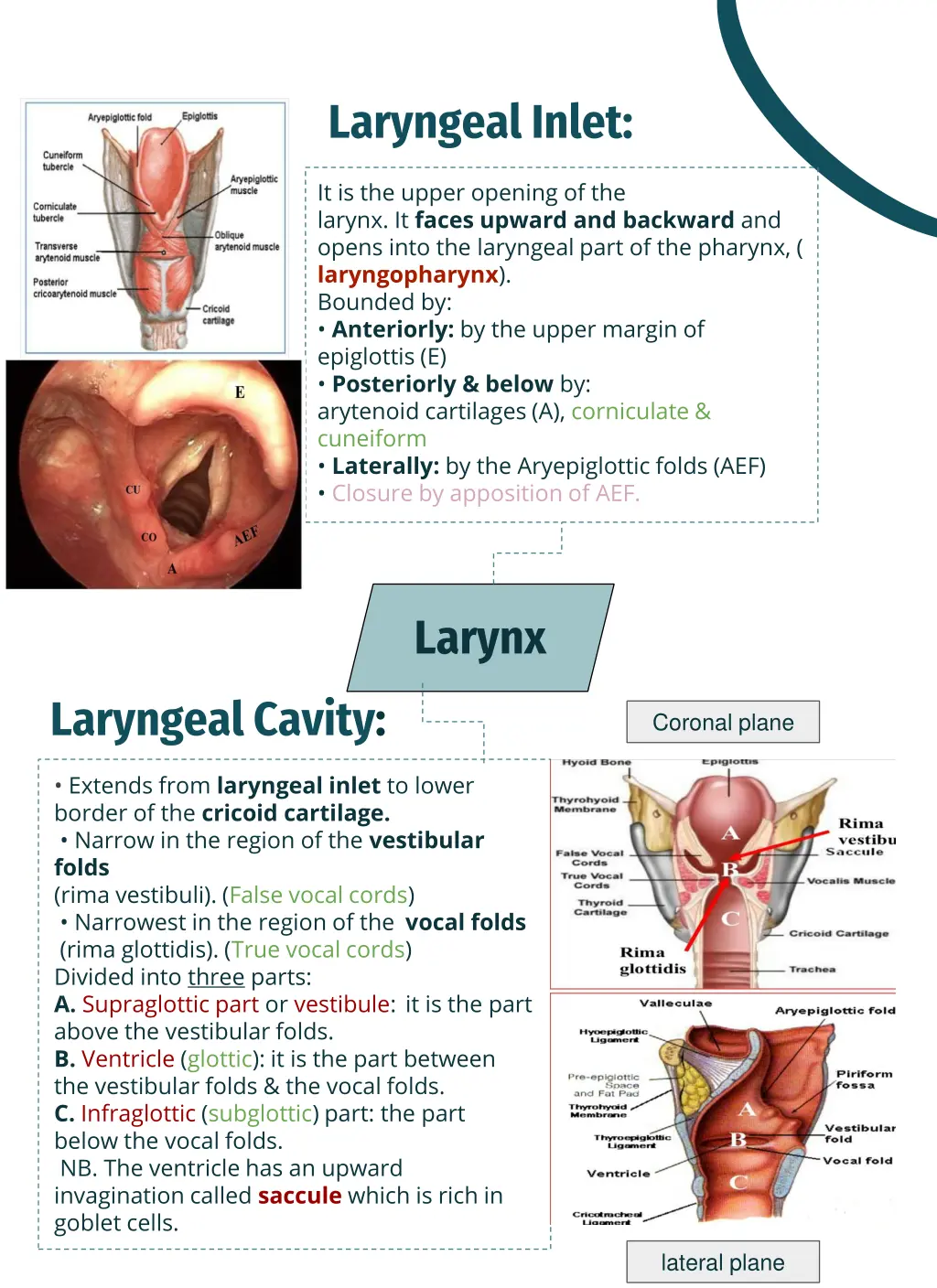 laryngeal inlet