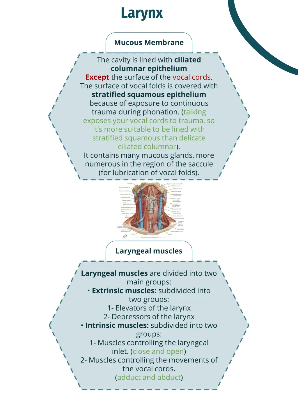 larynx 1