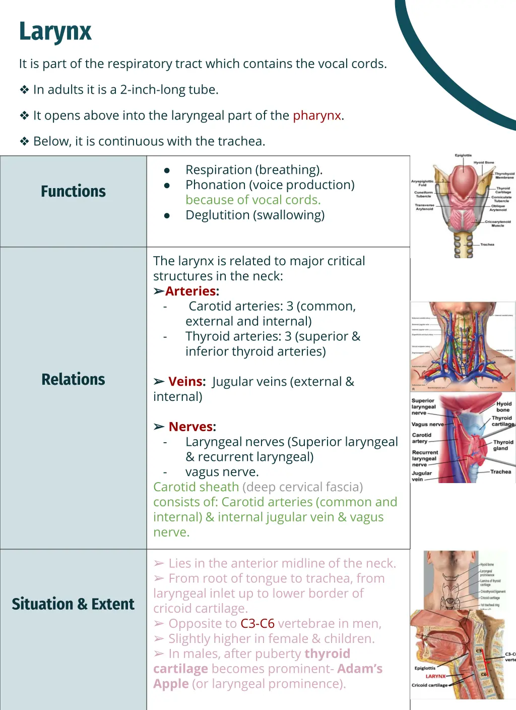 larynx