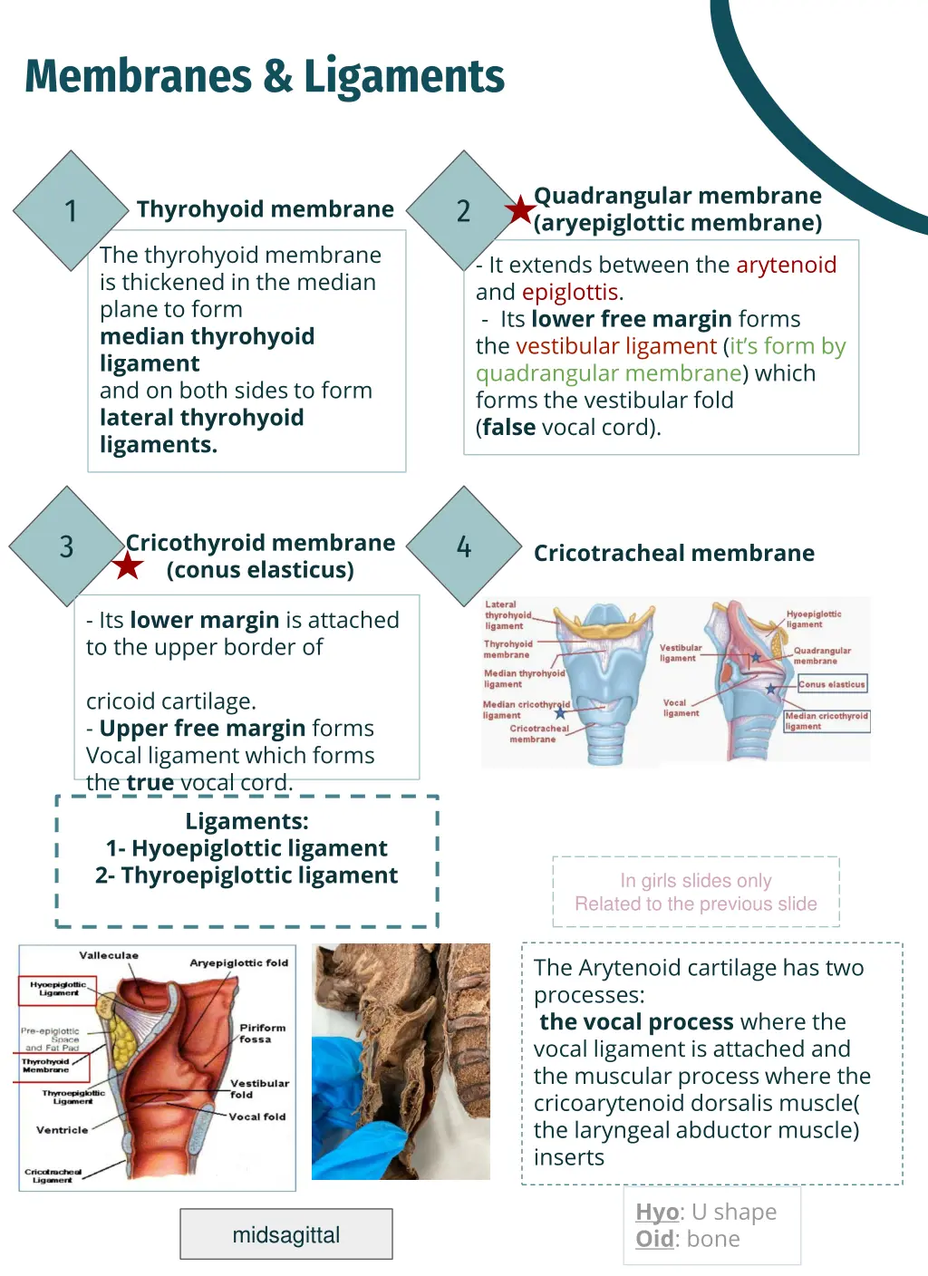 membranes ligaments