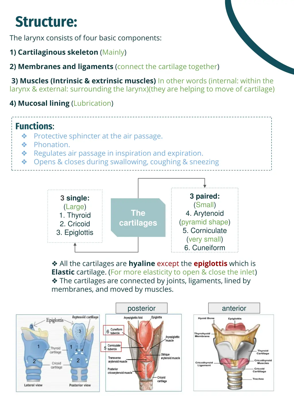 structure the larynx consists of four basic