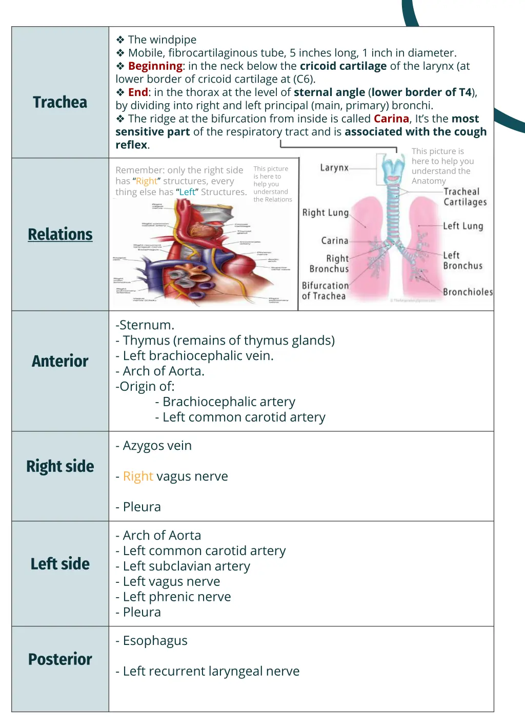 the windpipe mobile fibrocartilaginous tube