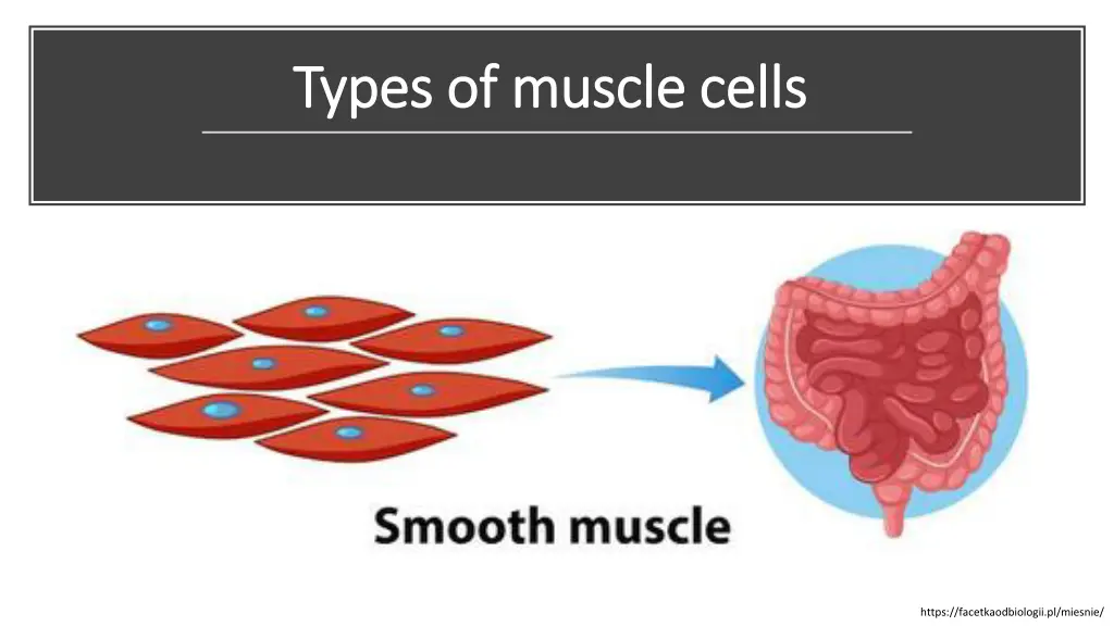 types of muscle cells types of muscle cells 1