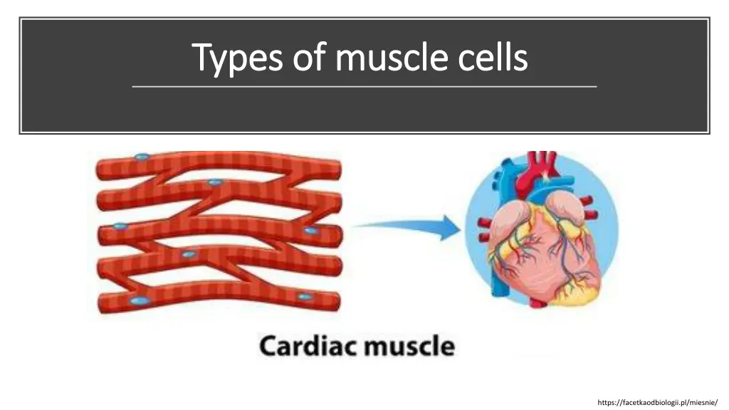 types of muscle cells types of muscle cells 2