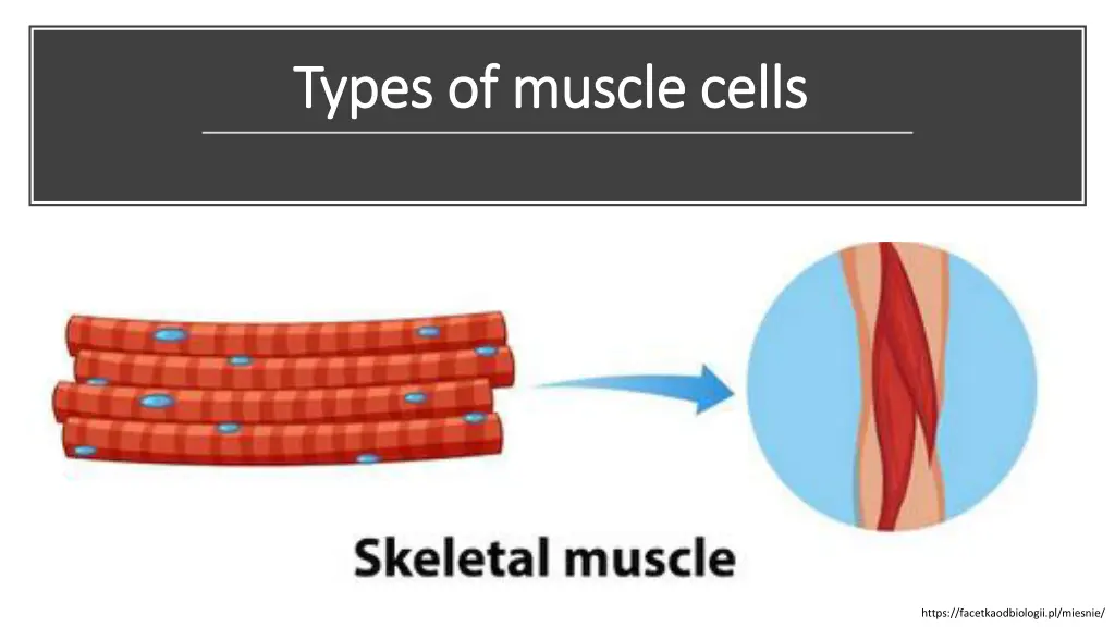 types of muscle cells types of muscle cells