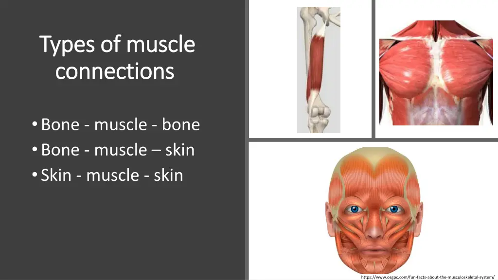 types of muscle types of muscle connections