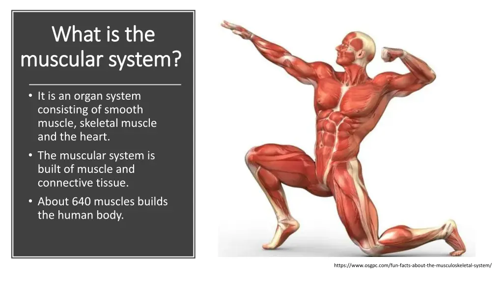 what is the what is the muscular system muscular